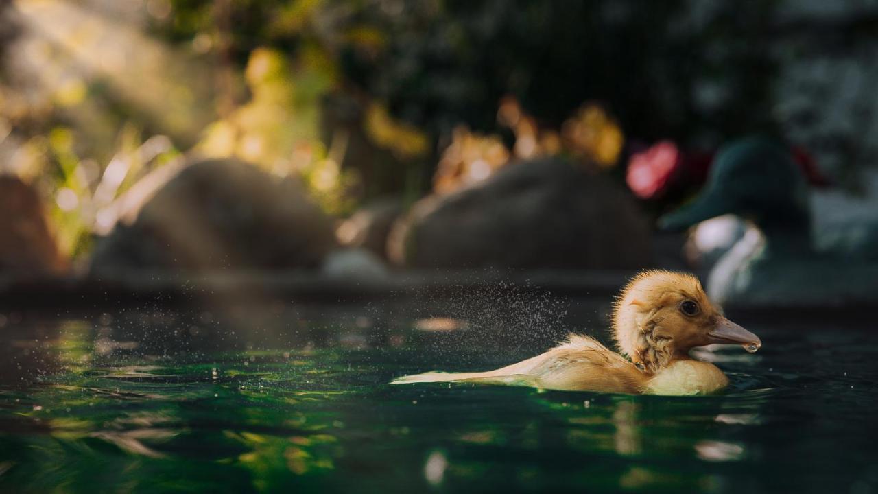 Casuta De Sub Deal - Ciubar Si Piscina Villa Măgura Buitenkant foto